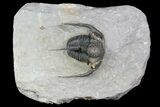 Bumpy Cyphaspis Trilobite - Ofaten, Morocco #92922-3